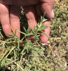 Salsola soda