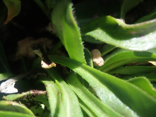 Image of Draba crassa by (c) Nolan Exe, some rights reserved (CC BY)