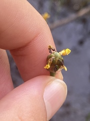 Xyris difformis