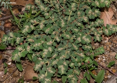 Euphorbia velleriflora