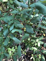 Frangula californica californica