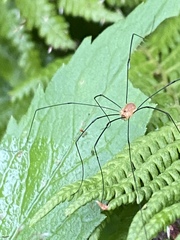 Leiobunum politum