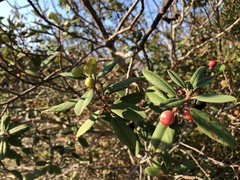 Frangula californica californica