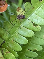 Leiobunum calcar