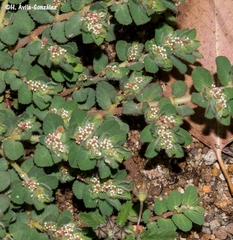 Euphorbia velleriflora