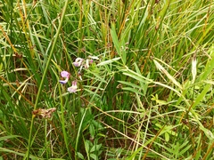 Lathyrus palustris pilosus
