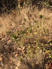 Cordylanthus rigidus rigidus