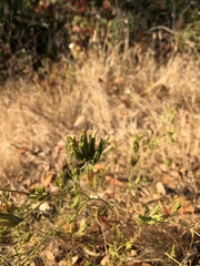 Cordylanthus rigidus rigidus