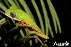 Pithecopus hypochondrialis