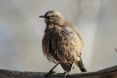 Mimus patagonicus