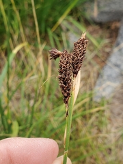 Carex spectabilis