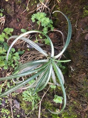 Celmisia major major