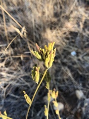 Cordylanthus rigidus rigidus