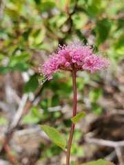 Spiraea splendens splendens
