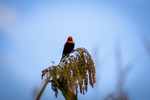 Black-winged Bishop