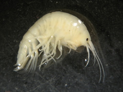 Gammarus lacustris