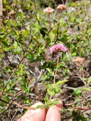 Spiraea splendens splendens