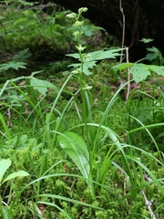 Platanthera obtusata