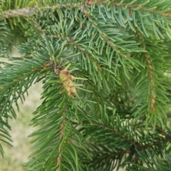 Adelges lariciatus