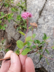 Spiraea splendens splendens