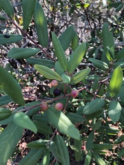 Frangula californica californica