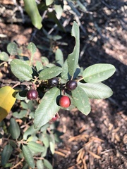 Frangula californica californica