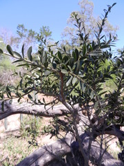 Aspidosperma quebracho-blanco
