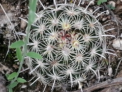 Coryphantha delicata