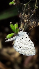 Hemiargus hanno