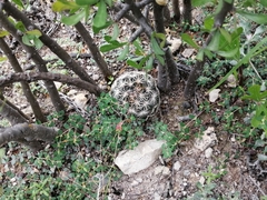 Coryphantha delicata