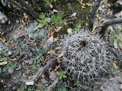 Coryphantha delicata