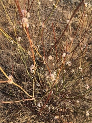 Eriogonum nudum auriculatum