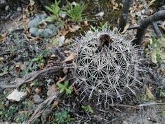 Coryphantha delicata