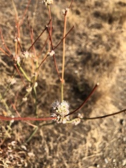Eriogonum nudum auriculatum