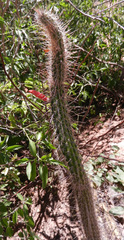 Cleistocactus baumannii