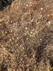 Eriogonum nudum auriculatum