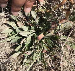 Limonium ramosissimum