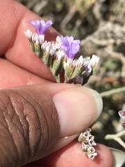 Limonium ramosissimum
