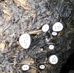 Poronia erici