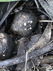 Poronia erici