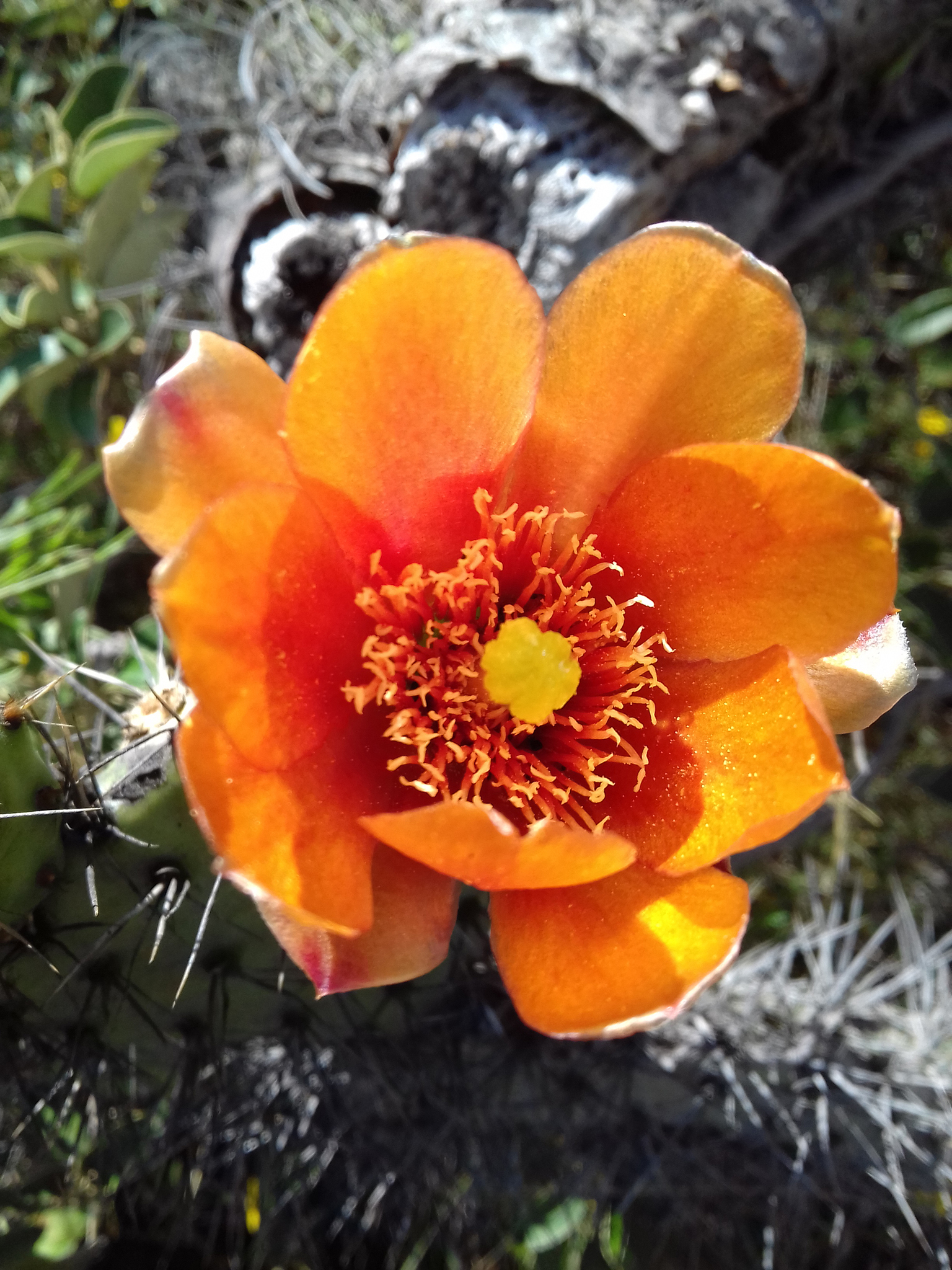 Opuntia soederstromiana