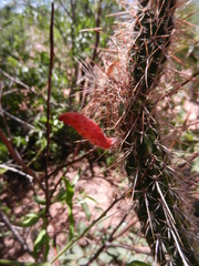 Cleistocactus baumannii