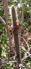 Cleistocactus baumannii