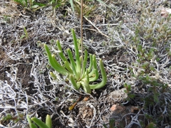 Phemeranthus palmeri
