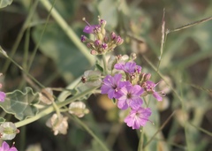 Acleisanthes chenopodioides