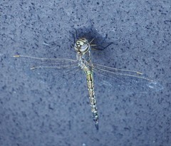 Rhionaeschna diffinis