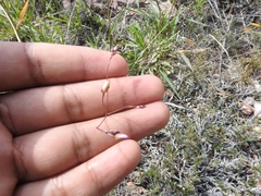 Phemeranthus palmeri