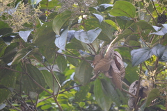 Stilpnia nigrocincta