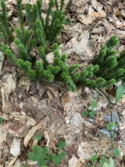 Lycopodiales