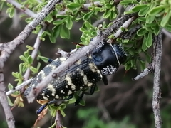 Lampetis dilaticollis